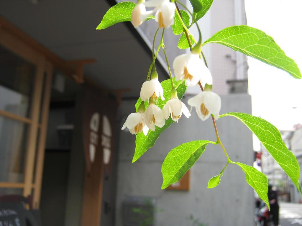 京都市 ｇｕｅｓｔｈｏｕｓｅ　百万遍ｃｒｏｓｓホステル エクステリア 写真